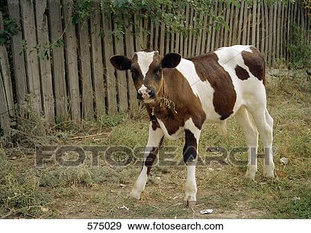 Stock Photo - A calf. Fotosearch
