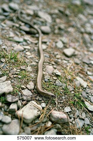 A snake View Large Photo Image Stock Photo - A snake. Fotosearch