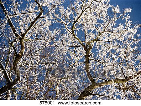 Stock Image - Snow covered tree with blue sky background. Fotosearch