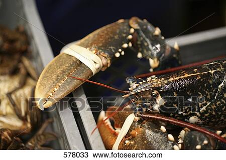 A lobster in a crate View Large Photo Image Stock Image - A lobster in a crate. Fotosearch