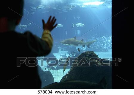 Picture - Child touching aquarium window. Fotosearch