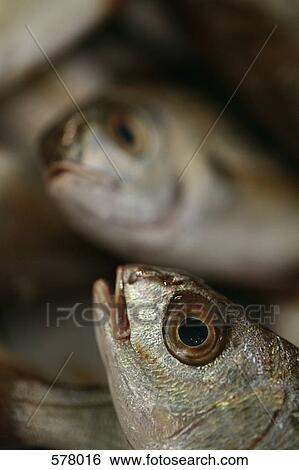 Stock Photograph - Close up of a Whiting fish head. Fotosearch