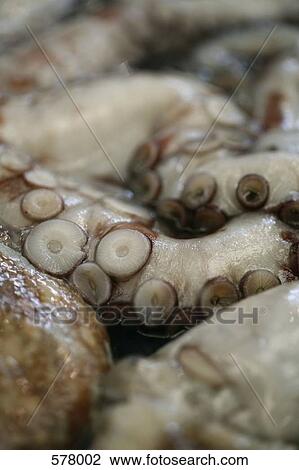 Close up of Octopus arms View Large Photo Image Stock Image - Close up of Octopus arms. Fotosearch