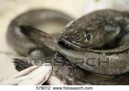 Stock Image - Eel on display. Fotosearch