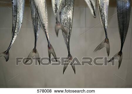 Fishtails View Large Photo Image Stock Photo - Fishtails. Fotosearch
