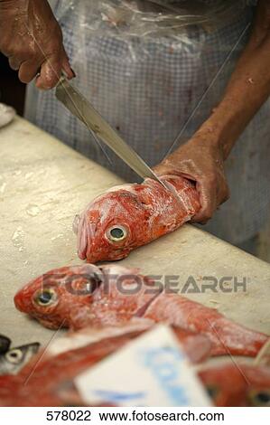 Stock Image - Hand cutting through raw redfish, Ocean Perch. Fotosearch