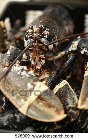 Lobster View Large Photo Image Stock Photo - Lobster. Fotosearch