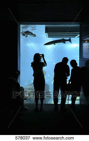 Stock Photo - People standing in front of an aquarium glass window, Lisbon, Portugal. Fotosearch