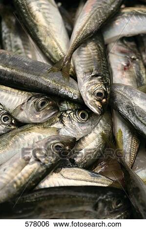 Stock Photograph - Pile of Sardines. Fotosearch