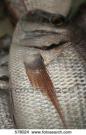 Picture - Porgy fish. Fotosearch