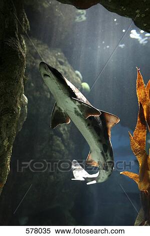 Triakis semifasciata, Leopard Shark in an aquarium, Lisbon, Portugal View Large Photo Image Stock Photography - Triakis semifasciata, Leopard Shark in an aquarium, Lisbon, Portugal. Fotosearch