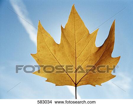 A brown leaf View Large Photo Image Picture - A brown leaf. Fotosearch