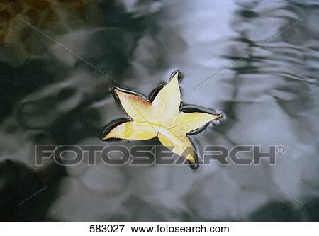 A leaf floating on water View Large Photo Image Stock Photo - A leaf floating on water. Fotosearch