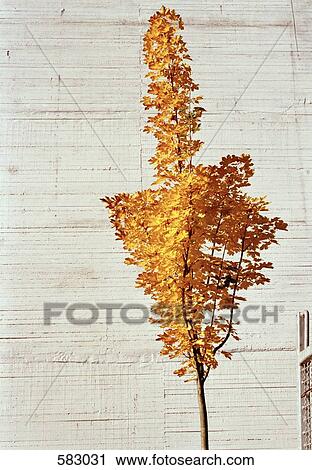 A tree in autumn View Large Photo Image Stock Image - A tree in autumn. Fotosearch