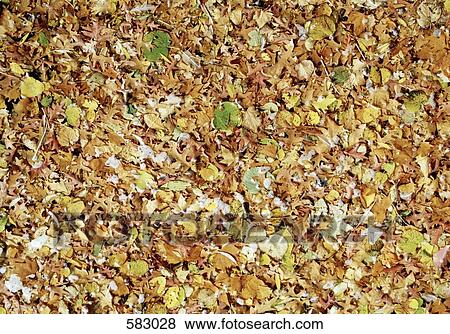 Autumn leaves View Large Photo Image Stock Photo - Autumn leaves. Fotosearch