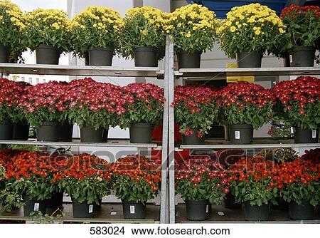 Chrysanthemums for sale View Large Photo Image Picture - Chrysanthemums for sale. Fotosearch