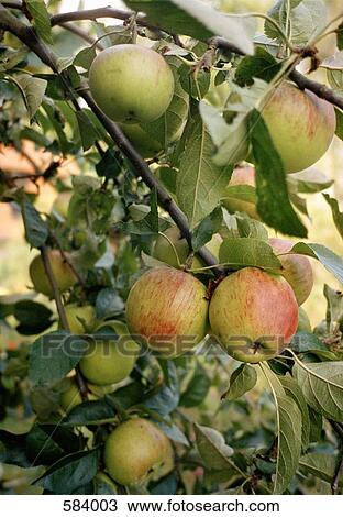 Apples growing on a tree branch View Large Photo Image Stock Image - Apples growing on a tree branch. Fotosearch