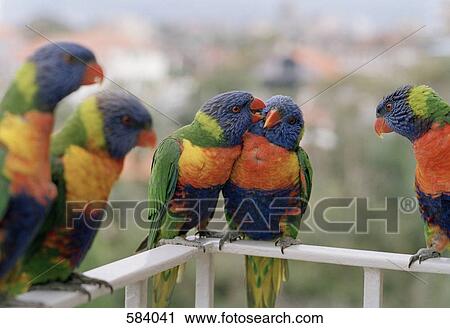 Close-up of five parrots, Rainbow Lorikeet, Trichoglossus haematodus View Large Photo Image Stock Image - Close-up of five parrots, Rainbow Lorikeet, Trichoglossus haematodus. Fotosearch