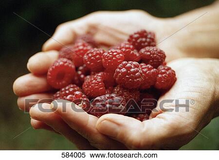 Hands cupped holding raspberries View Large Photo Image Stock Photography - Hands cupped holding raspberries. Fotosearch