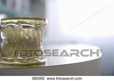 Resin Dental Model of teeth View Large Photo Image Stock Image - Resin Dental Model of teeth. Fotosearch