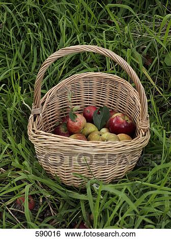 Stock Photograph - A basket of apples. Fotosearch