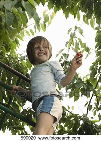A boy picking cherries from a tree View Large Photo Image Stock Image - A boy picking cherries from a tree. Fotosearch