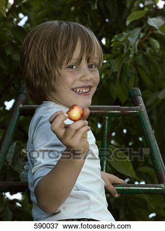 A boy picking cherries from a tree View Large Photo Image Stock Photo - A boy picking cherries from a tree. Fotosearch