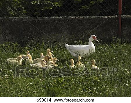 A family of ducks View Large Photo Image Picture - A family of ducks. Fotosearch