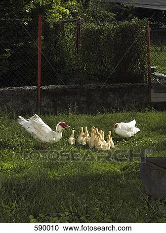 A family of ducks View Large Photo Image Stock Image - A family of ducks. Fotosearch