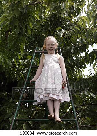 A girl standing on a ladder underneath a cherry tree View Large Photo Image Picture - A girl standing on a ladder underneath a cherry tree. Fotosearch
