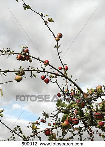 An apple tree View Large Photo Image Stock Image - An apple tree. Fotosearch