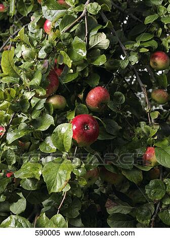 An apple tree View Large Photo Image Stock Photography - An apple tree. Fotosearch