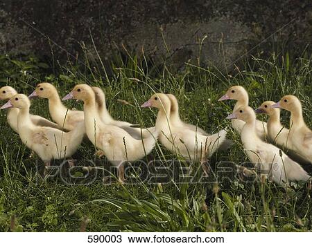 Ducklings View Large Photo Image Stock Image - Ducklings. Fotosearch