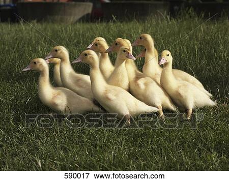 Stock Photo - Ducklings. Fotosearch
