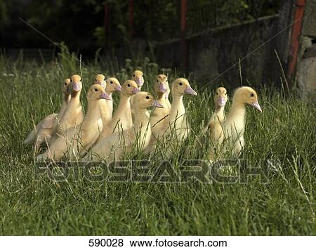 Ducklings View Large Photo Image Stock Photo - Ducklings. Fotosearch