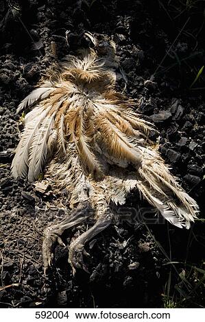 A dead bird View Large Photo Image Picture - A dead bird. Fotosearch