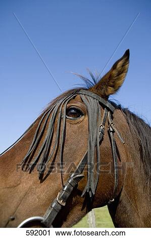 A horse wearing a bridle View Large Photo Image Stock Image - A horse wearing a bridle. Fotosearch