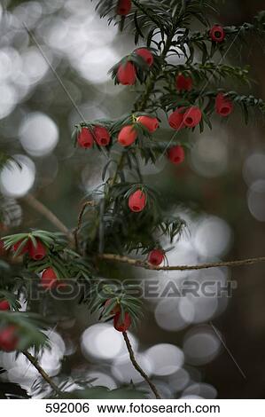 Stock Photograph - A yew tree. Fotosearch