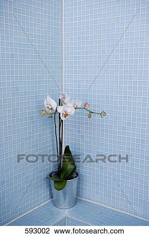 A plant in a blue tiled bathroom View Large Photo Image Stock Image - A plant in a blue tiled bathroom. Fotosearch