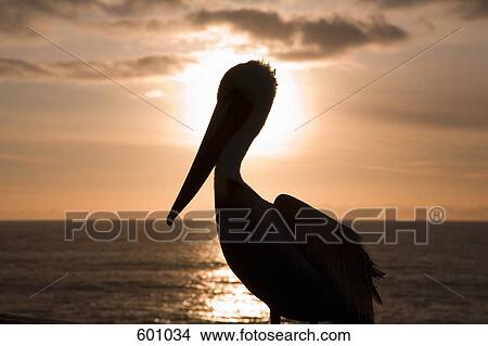 A pelican View Large Photo Image Picture - A pelican. Fotosearch