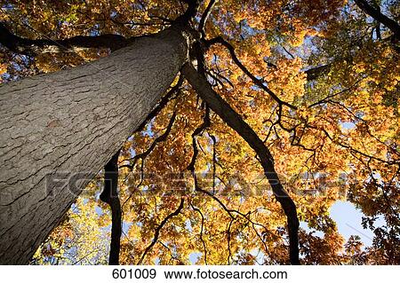 Stock Photo - A tree in autumn. Fotosearch