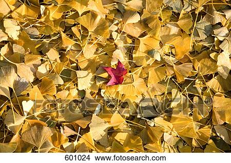 Autumn leaves View Large Photo Image Picture - Autumn leaves. Fotosearch
