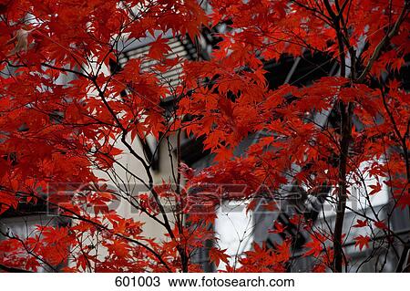 Red maple tree leaves in autumn View Large Photo Image Stock Image - Red maple tree leaves in autumn. Fotosearch