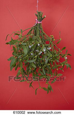 Stock Image - Hanging mistletoe. Fotosearch