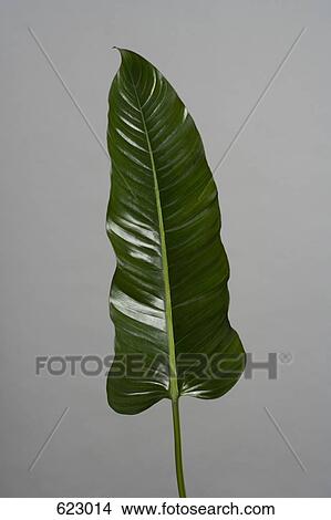 Picture - A leaf. Fotosearch