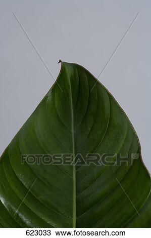 Stock Image - A leaf. Fotosearch