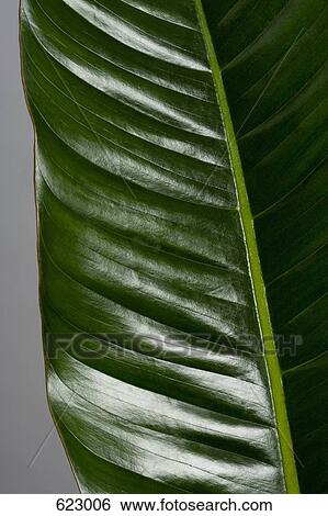 A leaf View Large Photo Image Stock Photograph - A leaf. Fotosearch