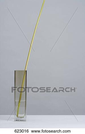 Stock Photograph - A plant stem in a vase. Fotosearch
