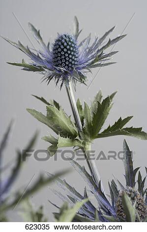 Stock Photography - A Thistle. Fotosearch