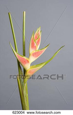 Heliconia View Large Photo Image Picture - Heliconia. Fotosearch